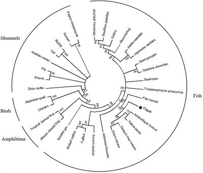 Sterile alpha and TIR motif-containing protein 1 is a negative regulator in the anti-bacterial immune responses in nile tilapia (Oreochromis niloticus)